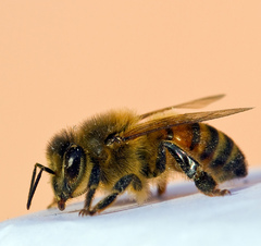 Malá včielka