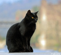 čierna mačka prináša šťastie ?