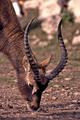 Antilopa cervicapra