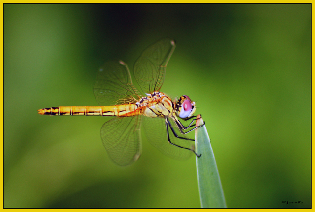 Libellula - vazka