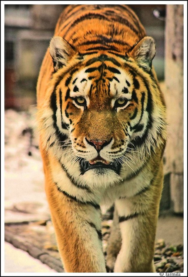 Pohlad jednej tigrice