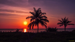 Západ slnka za palmami