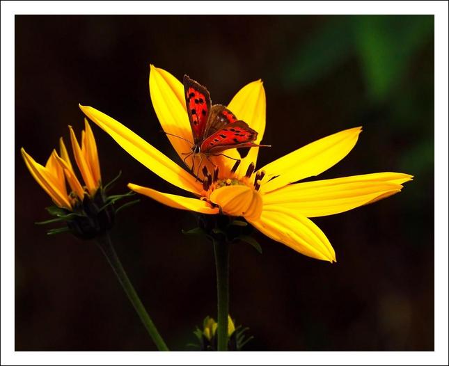 Motyl a kvet 
