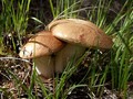 Milenci