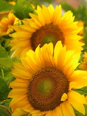 Sunflowers