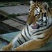 tigrí krásavec