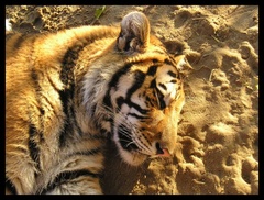Tigrí odpočinok
