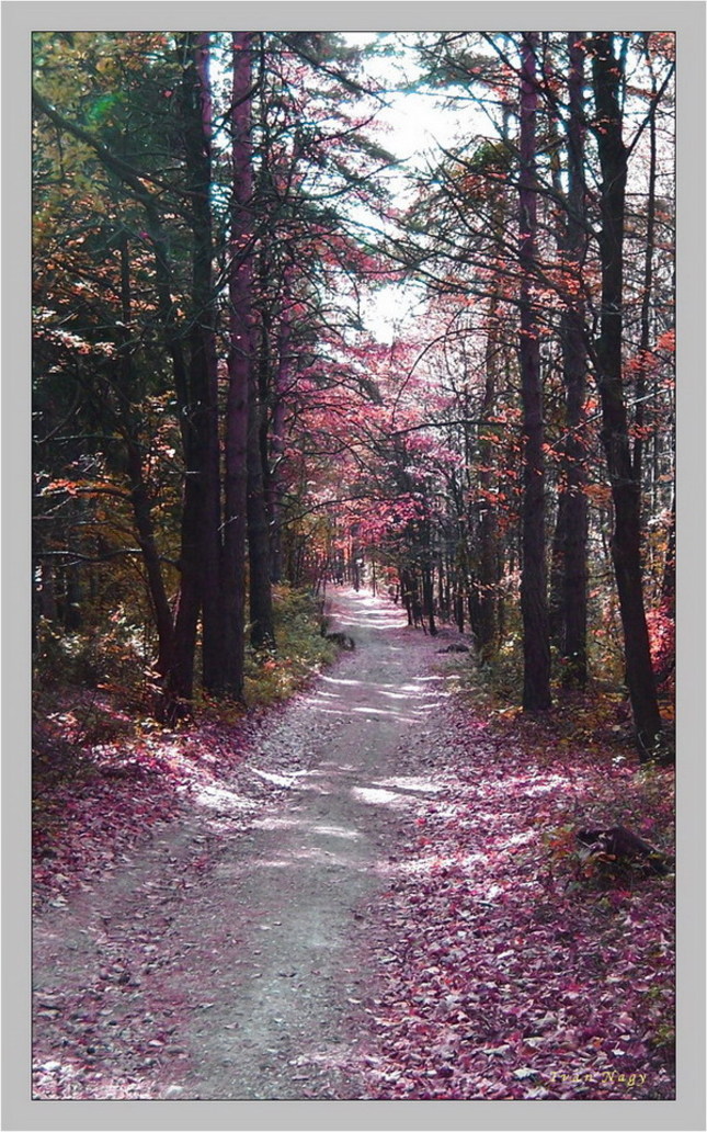 jesenným chodníkom