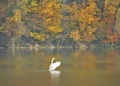 Labuť 1