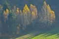 Zlaté brezy