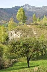 Jabloň 1