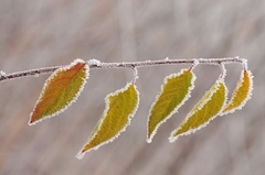 Pocukrované zimou 1