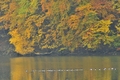 Kačacia flotila