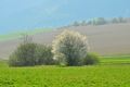 Prišla jar 2