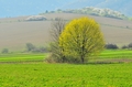 Prišla jar 1