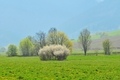 Prišla jar 3
