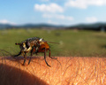 Otravna