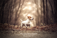 Jack Russell Teriér