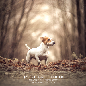 Jack Russell Teriér