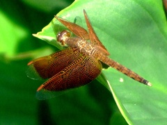 dragonfly