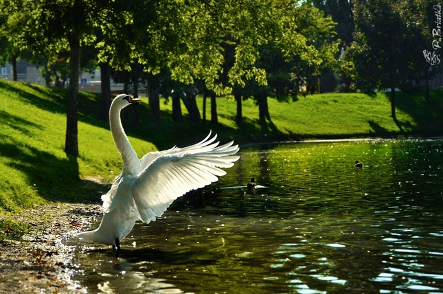 Swan V