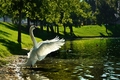 Swan V
