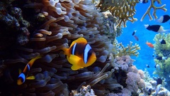 NEMO