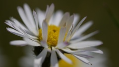 kvetinka