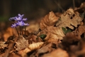 Hepatica nobilis