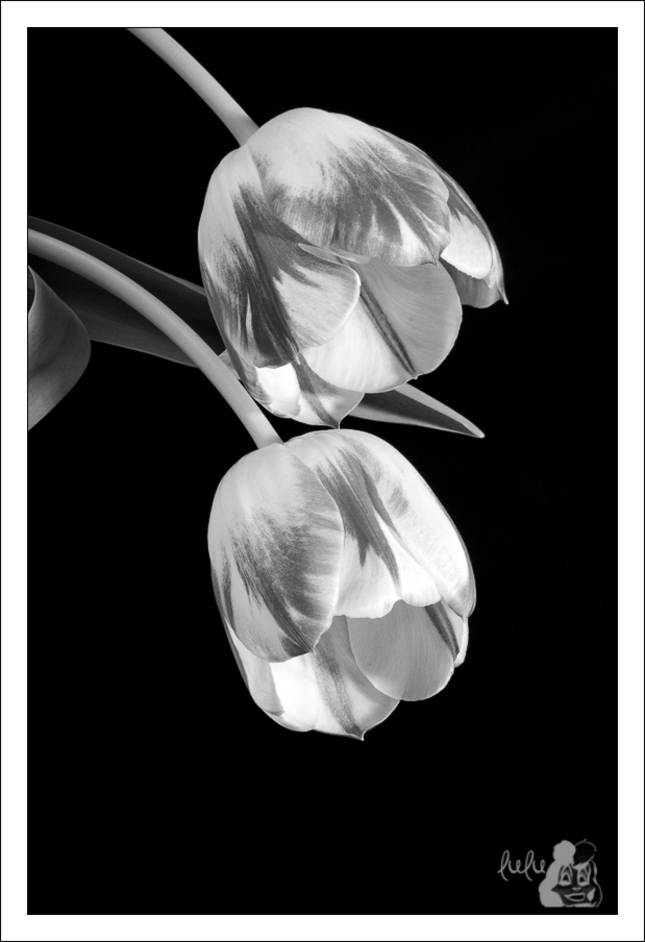 tulip.one