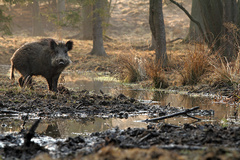 Diviak lesný (Sus scrofa)