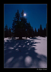 Nocne tiene
