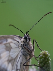 Melanargia lachesis