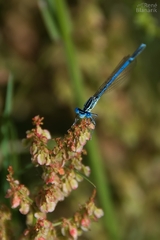 Platycnemis Pennipes