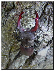 Lucanus cervus cervus ( Roháč ob