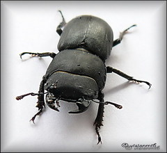 Dorcus parallelopipedus (female)