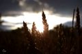 Sunny Spikelet
