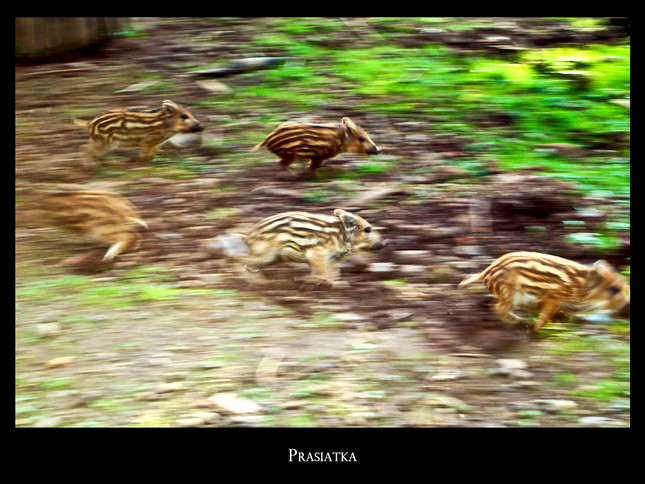 prasiatka