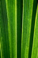 linie