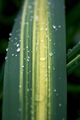 linie 2