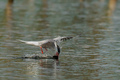 Rybák malý (Sternula albifrons)