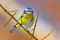 Sýkora modřinka (Parus caeruleus