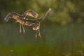 Kvakoš noční (Nycticorax nyctico
