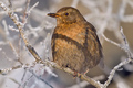 Kos černý (Turdus merula)