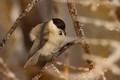 Sýkora babka (Parus palustris)