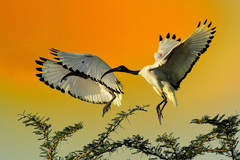 ibis posvátný