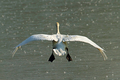 Labuť velká (Cygnus olor)
