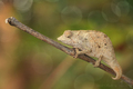 Chameleon (Rhampholeon temporali