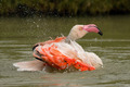 Plameňák chilský (Phoenicopterus