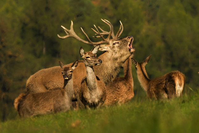 Jelen lesní (Cervus elaphus)